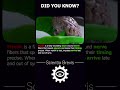 Myelin 🧠 #shorts #science #facts #knowledge #learning #education