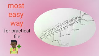 How To Draw Centipede Scolopendra Morsitans Easy Way Step By Step