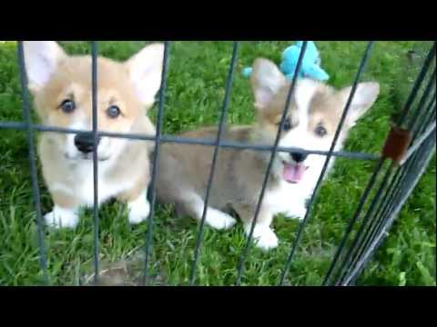 Welsh Corgi Pups at 9 weeks