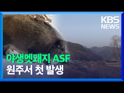 원주시, 야생멧돼지 ‘ASF’ 첫 발생…강원 16개 시군 / KBS  2021.12.29.