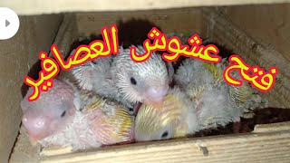 فتح عشوش العصافير الاسترالي تعالو شوفوا الزغاليل جوه العشوش وازاى تعرف الزغاليل المريضة