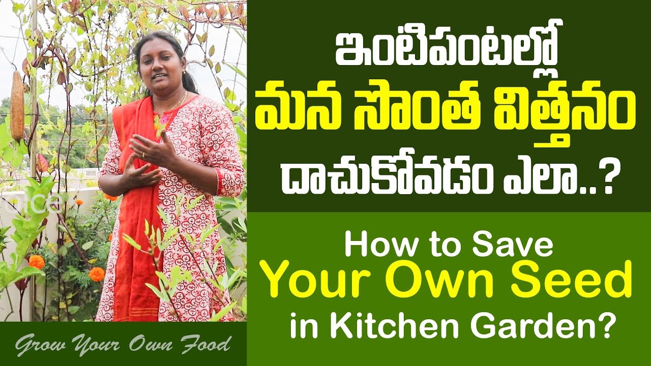 garden hacks that work How to Save Your Own Seed in Kitchen Garden II Shanti Dheeraj II GrowYourOwnFood