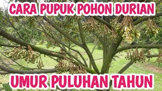 cara pupuk pohon durian #durian #fyp #investasi #viral