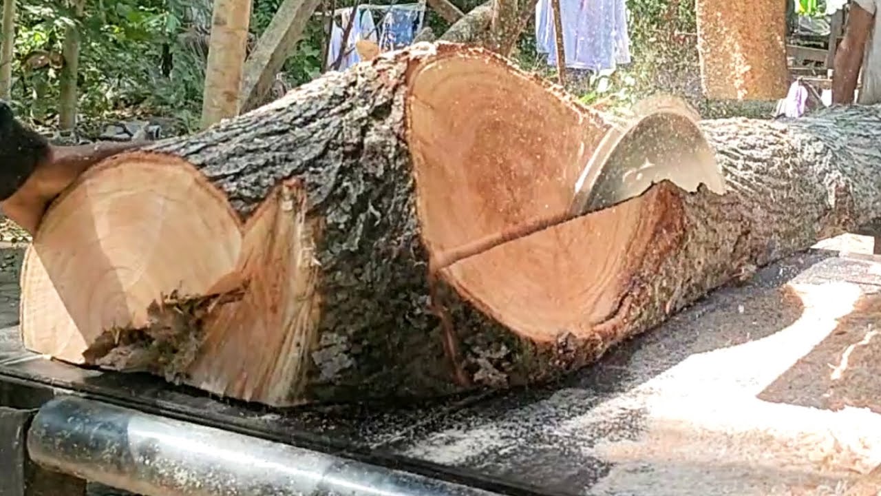Istimewa ‼️ satu potong kayu mindi hasilkan 1,5 juta
