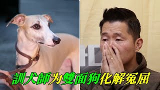 狗狗至少被棄養3次主人領養後性情大變訓犬師對症下藥開導主人成功化解狗狗委屈