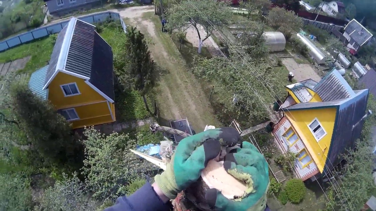 спили дерево Псков ! Вырубка деревьев Псков ! - YouTube