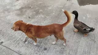 Duck And Dog Are Best Friends! by Viral Press 281 views 7 months ago 51 seconds