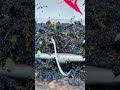 Muscat grapes getting ready to be #wine -  #shorts