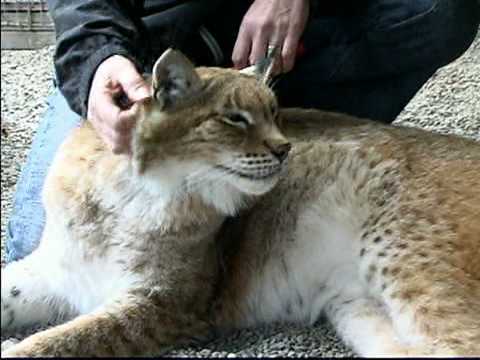 Hawk Creek Wildlife - Loretta Jones - An Introduction