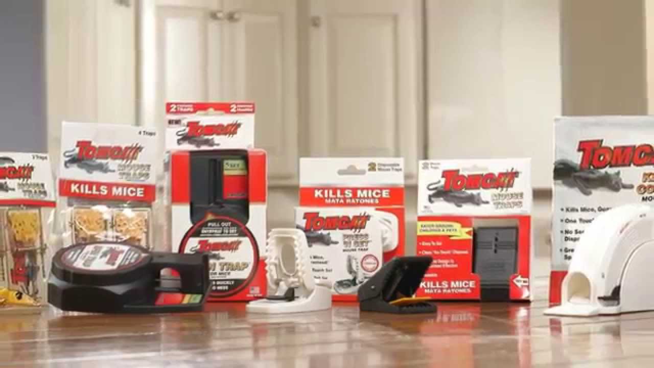 How to Properly Dispose of Dead Mice - YouTube