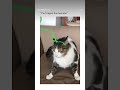 #teletubbies #cats #catvideo #cute #youtubeshorts #singing #funnyshorts #comedy #funny #funnyvideo
