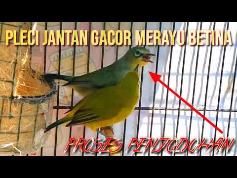 pleci jantan gacor merayu betina proses penjodohan