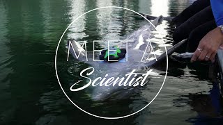 Dolphin Metabolic Research Study: Part 1 - Dolphin Quest Oahu Groundbreaking Dolphin Science At Dolphin Quest Oahu