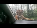 Awas ‼️ Harimau Naik Mobil di Taman Safari