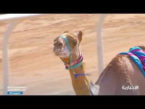 ينطلق مهرجان ولي العهد للهجن في نسخته الثالثة وذلك في ميدان الطائف للهجن Youtube