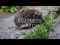 Hedgehog Watch in my garden