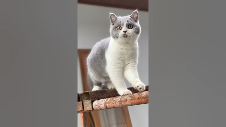 Video 8975931: britishlonghair cat, cute britishlonghair, cat cutecat pets