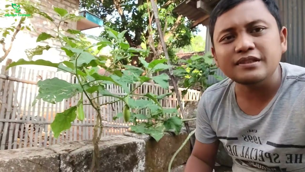 KENALI 2 JENIS POHON POKAK YANG BISA DI SAMBUNG DENGAN TERONG