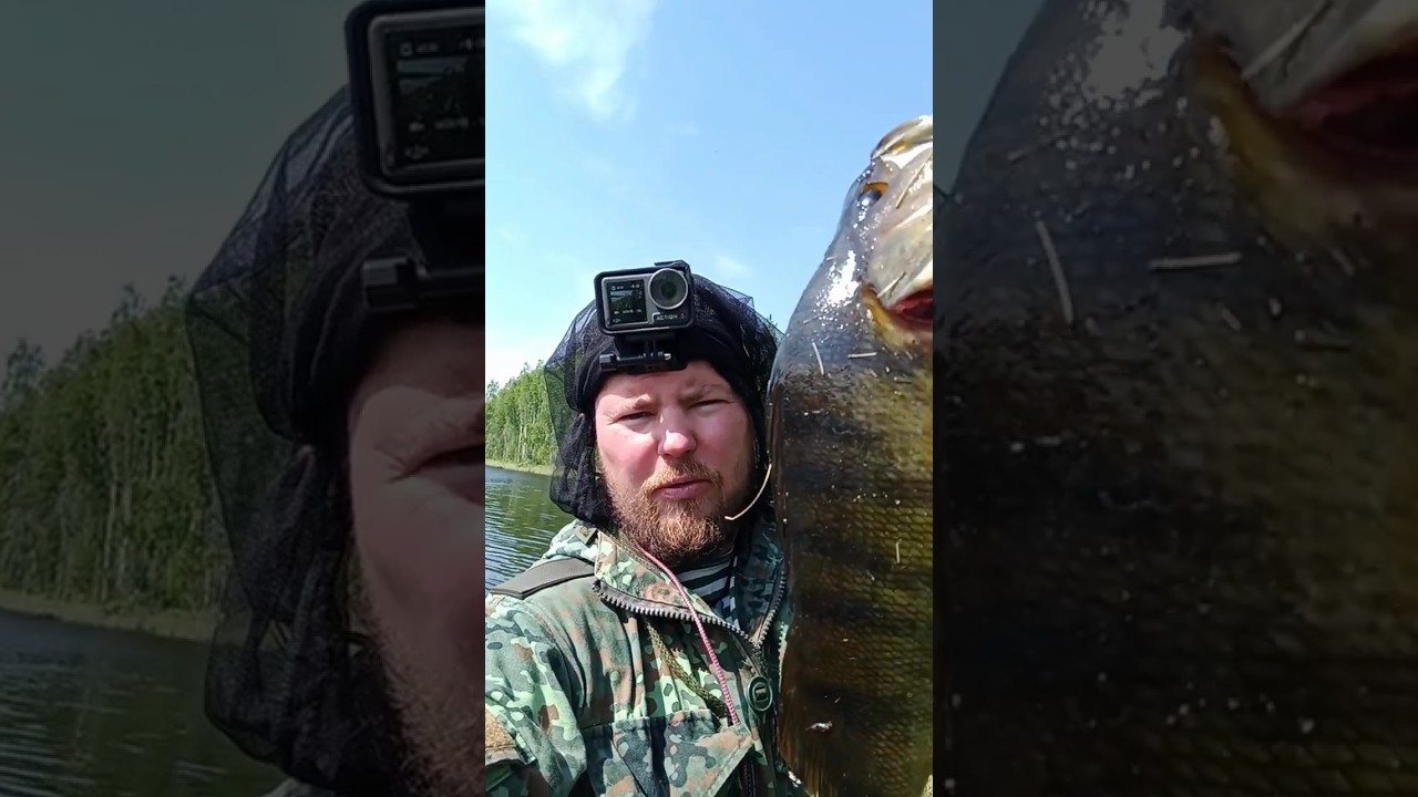 САМЫЙ БОЛЬШОЙ ОКУНЬ В МИРЕ. #рыбалка #карелия #жерлицы