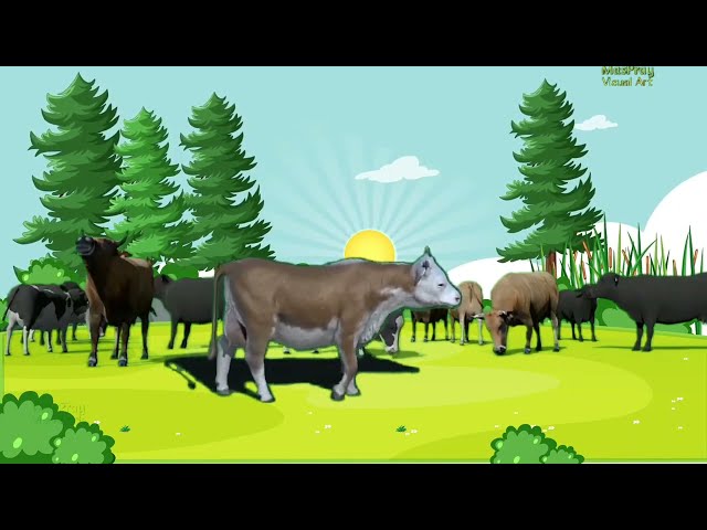 Suara sapi Moo || Cow moo sound effect Video suara hewan binatang ternak class=