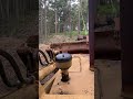 Felling Australian hardwood under permit pt. 2 #stihl #ms500i #caterpillar #bulldozer #arborist