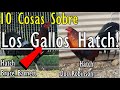 10 Cosas Sobre Los Gallos Hatch Que No Sabias - (HISTORIA Y CARACTERISTICAS DE LOS GALLOS HATCH)