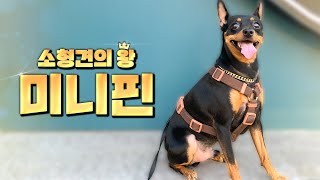 도베르만을 닮은 소형견 미니어쳐 핀셔를 소개합니다! - 펫스팟 강아지 정보