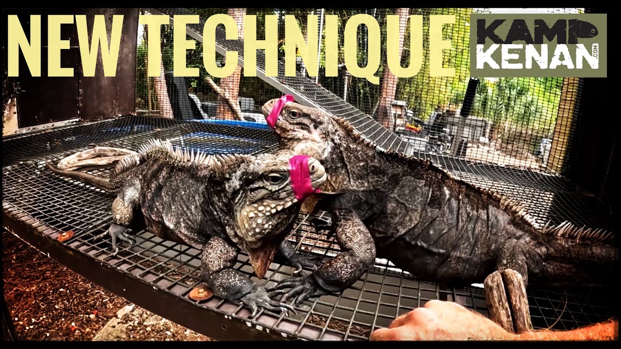 Guapo & Lola REUNITED but is it a Mistake?