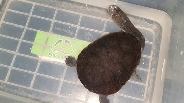 Ra mắt Rùa Cổ Rắn tại Ú Ù PETSHOP