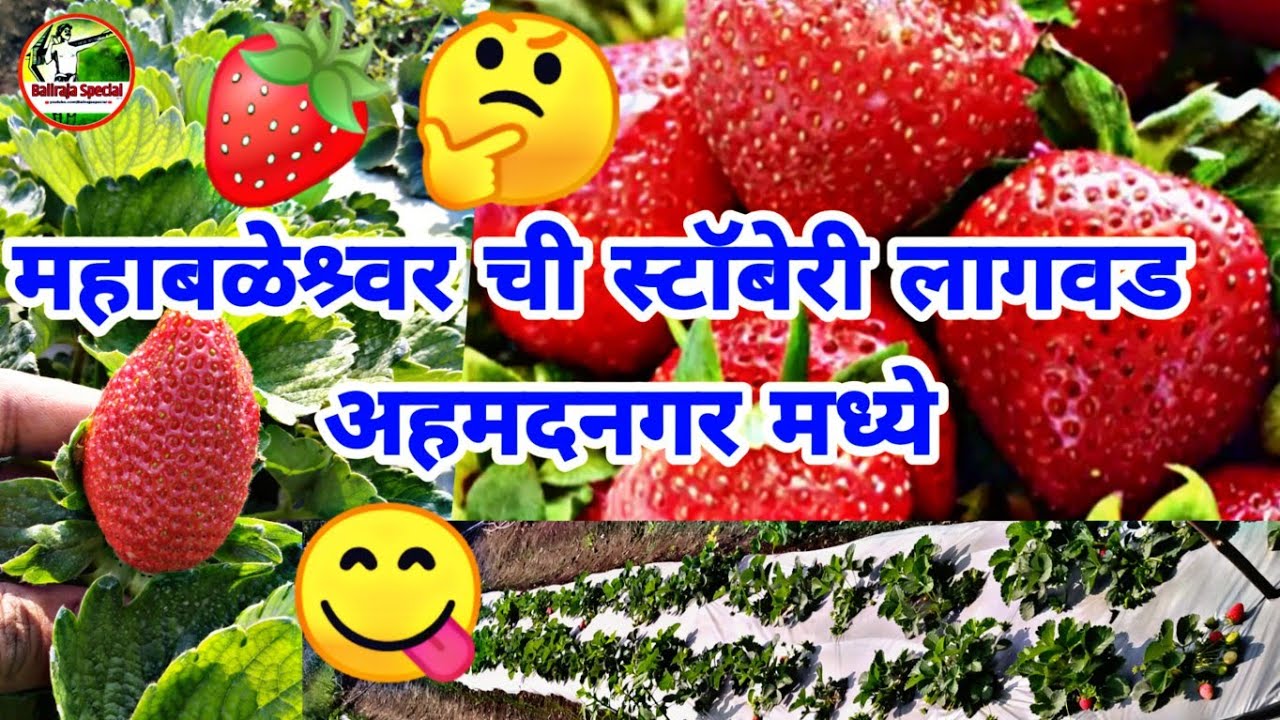 √कशी करावी स्ट्रॉबेरी लागवड ते विक्री संपूर्ण माहिती. Strawberry 