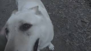 dogs lots of dogs by dysfunctional vet 108 views 1 month ago 2 minutes, 10 seconds