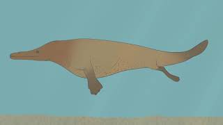 From Feet to Flippers: The Evolution of Whales