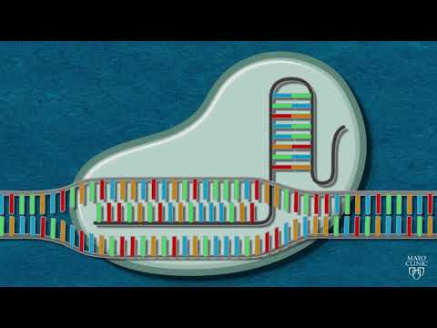 CRISPR Explained