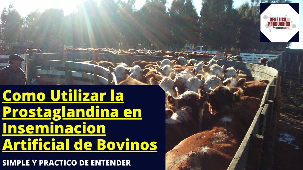 🔴 USO DE PROSTAGLANDINA EN GANADERIA .CLAVES PARA UTILIZARLA EN REPRODUCCION DE BOVINOS DE CARNE