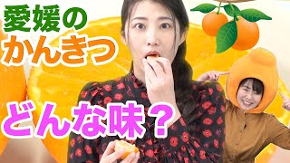 どんな味？ いろんな愛媛のかんきつを味わってみよう