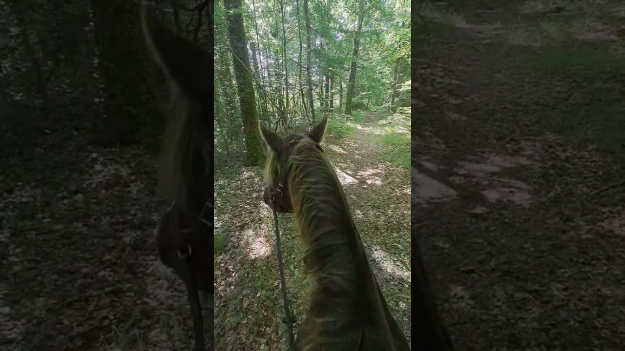 Jingerale Sélénides 