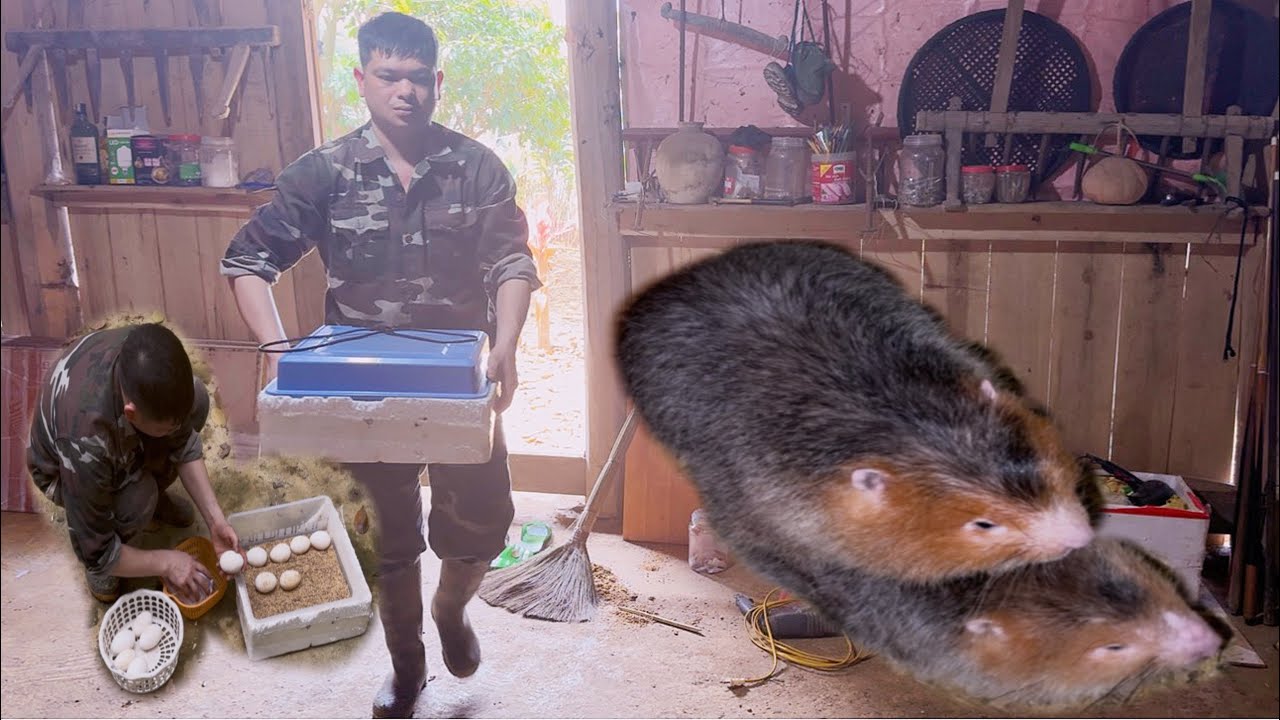 Caring for bamboo rats, incubating goose eggs using an incubator.