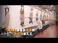 美国人是怎么杀羊的 半机械半人工 怪不得羊肉这么便宜 美国人是怎么杀羊的 半机械半人工 怪不得羊肉这么便宜