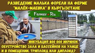 800 000 икринок, а сколько форели? Бизнес по инкубации икры, выращиванию малька и товарной форели.