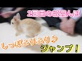 生後2ヶ月のうさぎ 2回目の部屋んぽでおしりふりふりジャンプ！