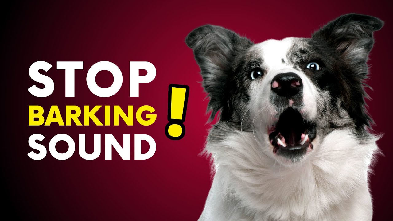 Beautiful view of Stopping Dog Barking Due To Ambiguous Status