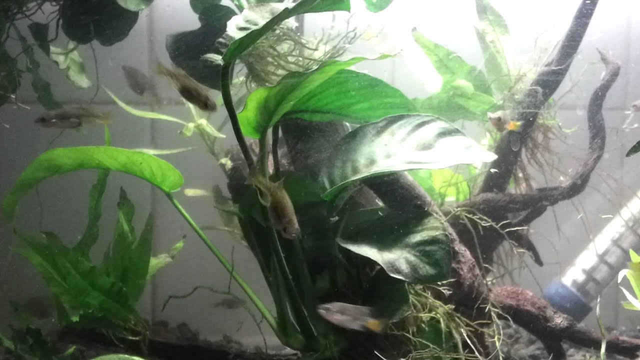 Xenotoca Eiseni ( Rio Tamazula )