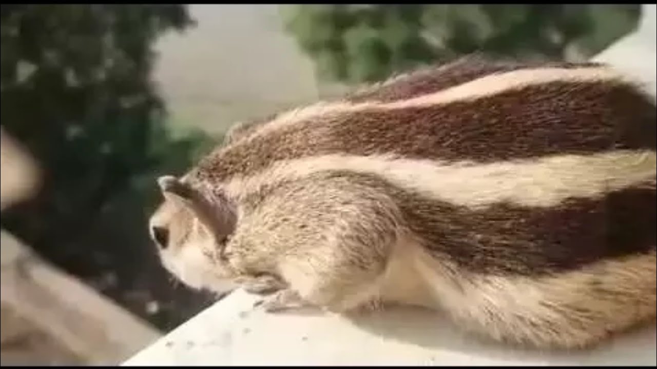INDIAN SQUIRREL CHIRPING. YouTube