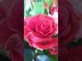 Beautiful💕КРАСИВО#flowers #shorts #beautiful#nature#цветы #песняолюбви#💖