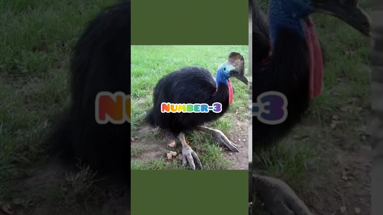 5 Amazing Random Facts|5 interesting random facts|awesome random facts|Fact Space|