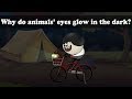 Why Do Animals Eyes Glow In The Dark Aumsum Kids Science Education Children 