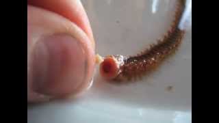 Hand-Feeding Bristleworms (Hermodice sp.)