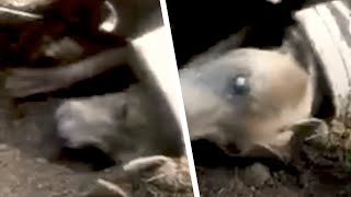 ペットの犬が閉じ込められてしまったことを知り、家族はショックを受ける