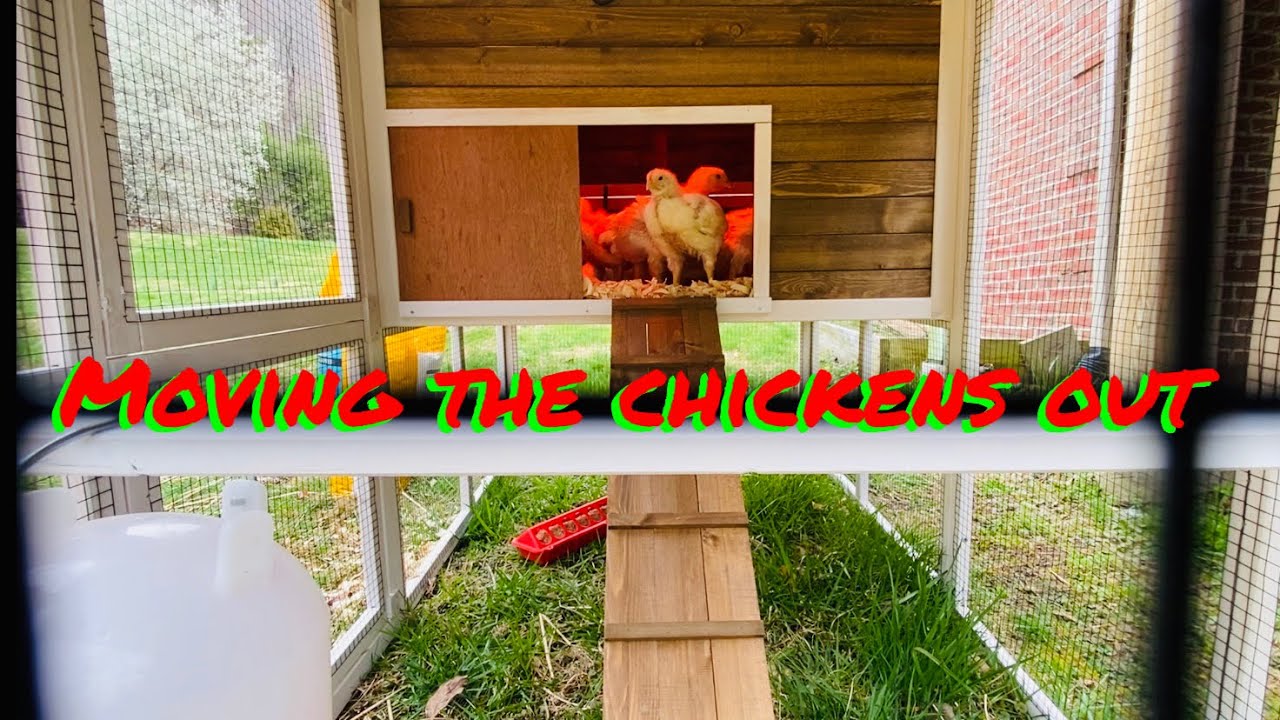 Moving the chickens outside... - YouTube