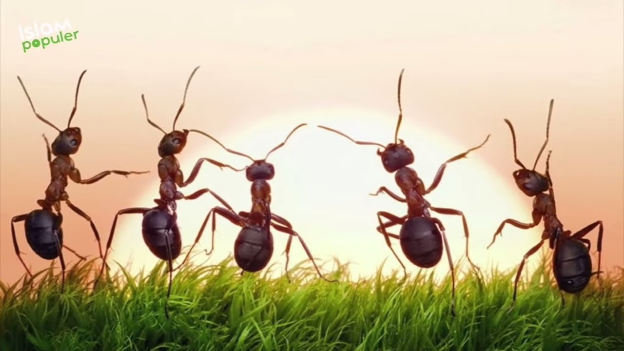 Jangan Diusir, Apalagi Dibunuh! 10 Hewan Ini Yang Disukai Malaikat